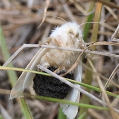 Doratifera pinguis at Mongarlowe, NSW - suppressed