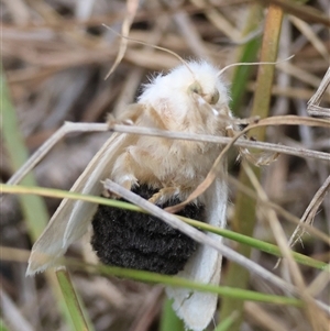 Doratifera pinguis at Mongarlowe, NSW - suppressed