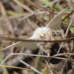 Doratifera pinguis at Mongarlowe, NSW - suppressed