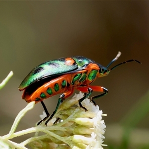 Scutiphora pedicellata at Mongarlowe, NSW - 1 Jan 2025