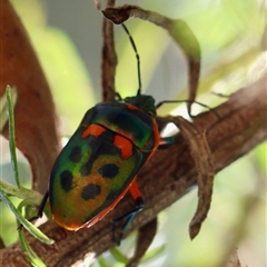 Scutiphora pedicellata at Mongarlowe, NSW - 1 Jan 2025