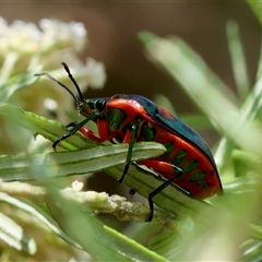 Scutiphora pedicellata at Mongarlowe, NSW - 1 Jan 2025