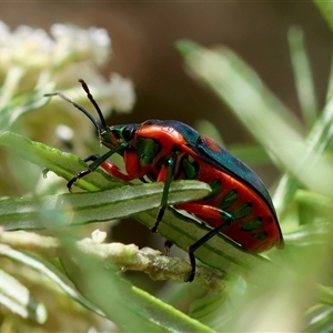 Scutiphora pedicellata at Mongarlowe, NSW - 1 Jan 2025