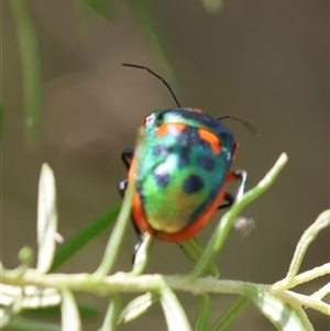 Scutiphora pedicellata at Mongarlowe, NSW - 1 Jan 2025