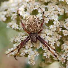 Unidentified Spider at Mongarlowe, NSW - 1 Jan 2025 by LisaH