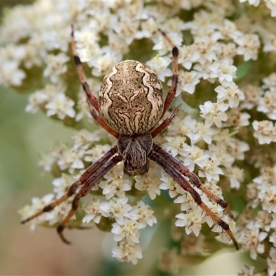 Araneus hamiltoni by LisaH