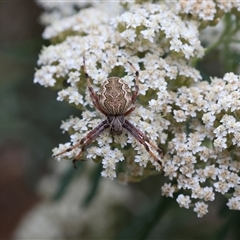 Unidentified at suppressed - 1 Jan 2025