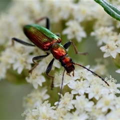 Lepturidea viridis (Green comb-clawed beetle) at Mongarlowe, NSW - 1 Jan 2025 by LisaH