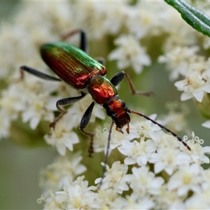 Lepturidea viridis at Mongarlowe, NSW - suppressed