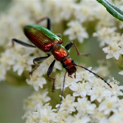 Lepturidea viridis (Green comb-clawed beetle) at Mongarlowe, NSW by LisaH