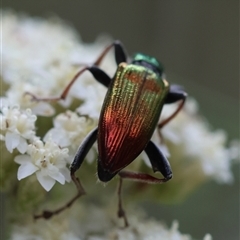 Lepturidea viridis at Mongarlowe, NSW - suppressed