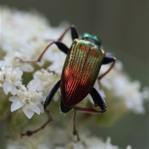 Lepturidea viridis at Mongarlowe, NSW - suppressed