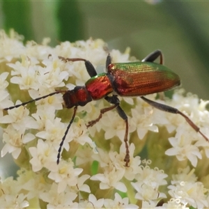 Lepturidea viridis at Mongarlowe, NSW - suppressed