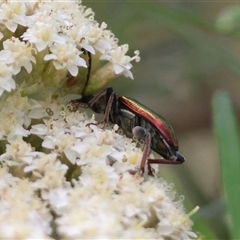 Lepturidea viridis at Mongarlowe, NSW - suppressed