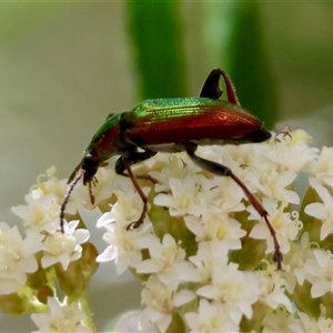 Lepturidea viridis at Mongarlowe, NSW - suppressed