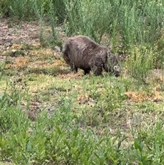 Vombatus ursinus (Common wombat, Bare-nosed Wombat) at Kangaroo Valley, NSW - 2 Jan 2025 by lbradley