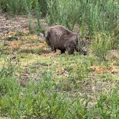 Vombatus ursinus (Common wombat, Bare-nosed Wombat) at Kangaroo Valley, NSW - 2 Jan 2025 by lbradley