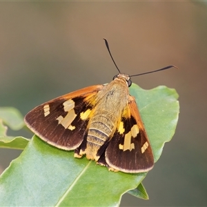 Trapezites symmomus (Splendid Ochre) at Surfside, NSW by RomanSoroka