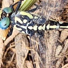 Parasynthemis regina at Gundaroo, NSW - 1 Jan 2025 by Gunyijan