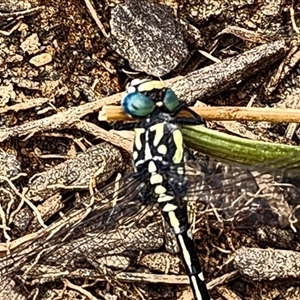 Austroepigomphus praeruptus at suppressed - suppressed