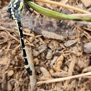 Austroepigomphus praeruptus at suppressed - suppressed