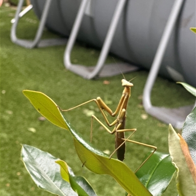 Archimantis sobrina (Large brown mantid) at Harrison, ACT - 2 Jan 2025 by Huntling