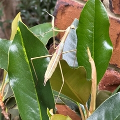 Archimantis sobrina at Harrison, ACT - 2 Jan 2025