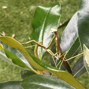 Archimantis sobrina at Harrison, ACT - 2 Jan 2025