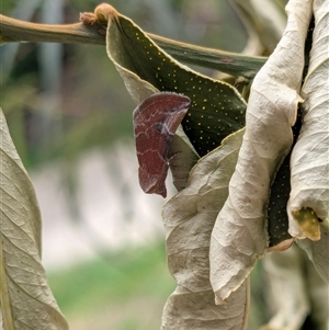 Mataeomera coccophaga (Brown Scale-moth) at Franklin, ACT by chriselidie