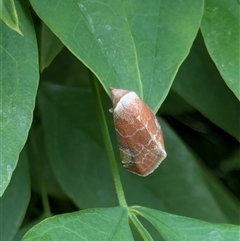 Mataeomera coccophaga at Franklin, ACT - suppressed