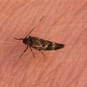 Eretmocera coracopis at Bungendore, NSW by clarehoneydove