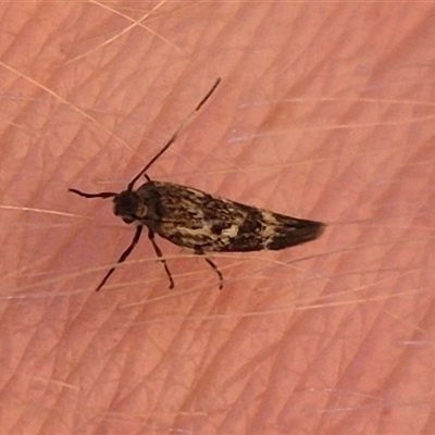 Unidentified Moth (Lepidoptera) at Bungendore, NSW - 31 Dec 2024 by clarehoneydove