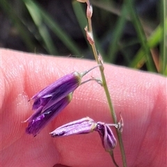 Arthropodium fimbriatum (Nodding Chocolate Lily) at Mount Fairy, NSW - 29 Dec 2024 by clarehoneydove