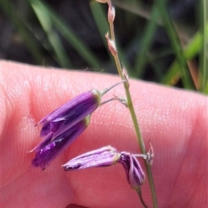 Arthropodium fimbriatum (Nodding Chocolate Lily) at Mount Fairy, NSW by clarehoneydove