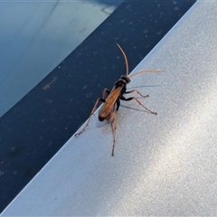 Pompilidae (family) (Unidentified Spider wasp) at Yarrah, SA - 27 Dec 2024 by chriselidie