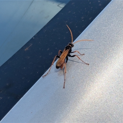 Pompilidae (family) (Unidentified Spider wasp) at Yarrah, SA - 27 Dec 2024 by chriselidie