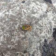 Scaptia (Scaptia) auriflua (A flower-feeding march fly) at Wellington Park, TAS - 1 Jan 2025 by Detritivore