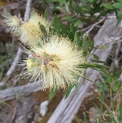 Callistemon pallidus (Lemon Bottlebrush) at Wellington Park, TAS - 1 Jan 2025 by Detritivore