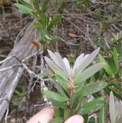 Callistemon pallidus at Wellington Park, TAS - 1 Jan 2025 11:20 AM