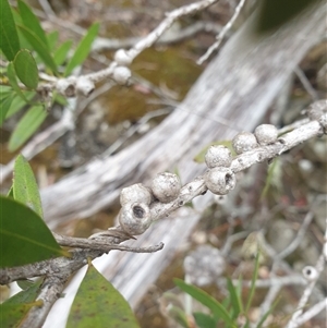 Callistemon pallidus at Wellington Park, TAS - 1 Jan 2025 11:20 AM