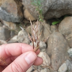 Unidentified Grass at Wellington Park, TAS - 31 Dec 2024 by Detritivore