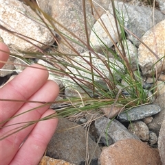 Rytidosperma sp. at Wellington Park, TAS - 1 Jan 2025 09:57 AM