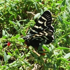 Comocrus behri (Mistletoe Day Moth) at Hume, ACT - 31 Dec 2024 by Christine