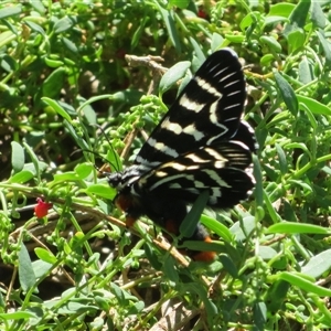 Comocrus behri (Mistletoe Day Moth) at Hume, ACT by Christine