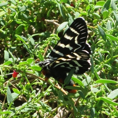 Comocrus behri (Mistletoe Day Moth) at Hume, ACT - 1 Jan 2025 by Christine