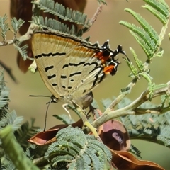 Jalmenus evagoras (Imperial Hairstreak) at Uriarra Village, ACT - 1 Jan 2025 by Christine