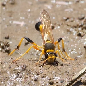 Sceliphron laetum (Common mud dauber wasp) at Hackett, ACT by Pirom