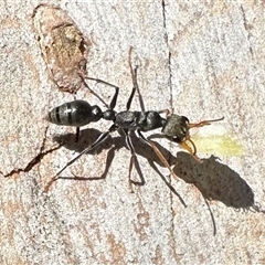 Myrmecia sp., pilosula-group (Jack jumper) at Hackett, ACT - 30 Dec 2024 by Pirom