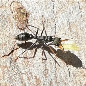 Myrmecia sp., pilosula-group at Hackett, ACT - 30 Dec 2024