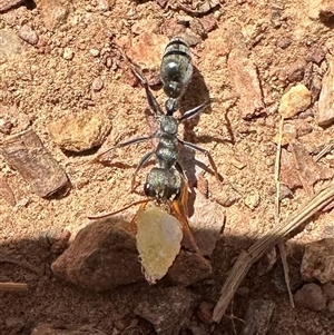 Myrmecia sp., pilosula-group at Hackett, ACT - 30 Dec 2024